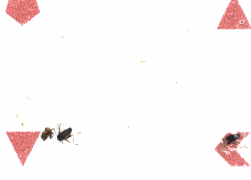 Fullscreen Image