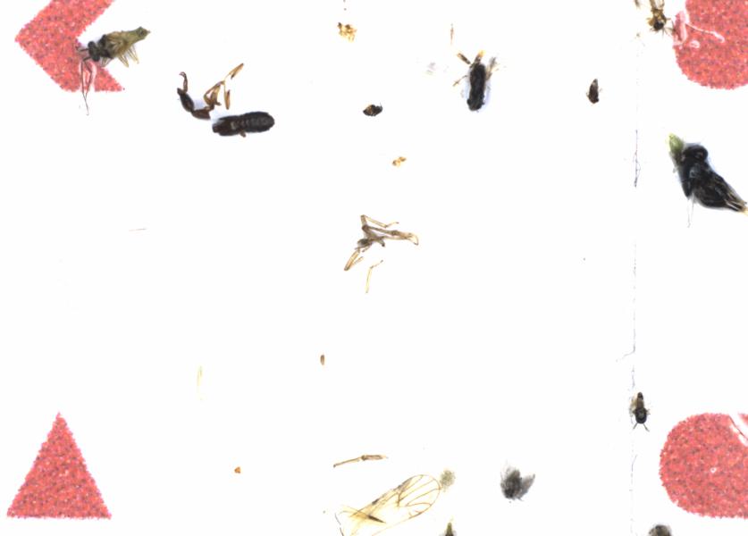 Fullscreen Image