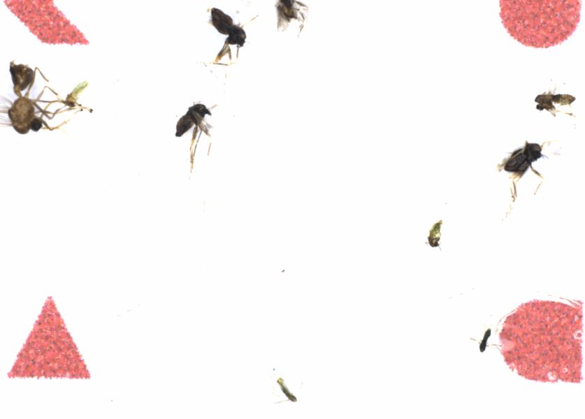 Fullscreen Image