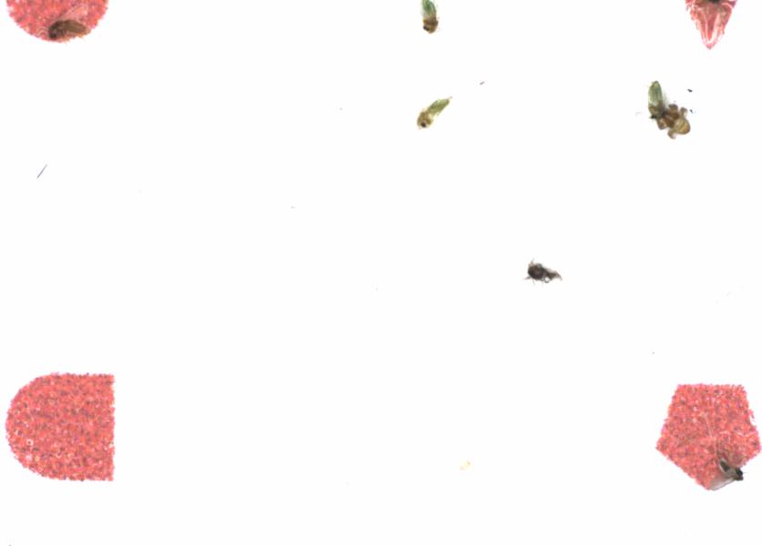 Fullscreen Image
