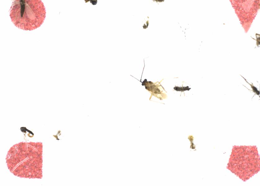 Fullscreen Image