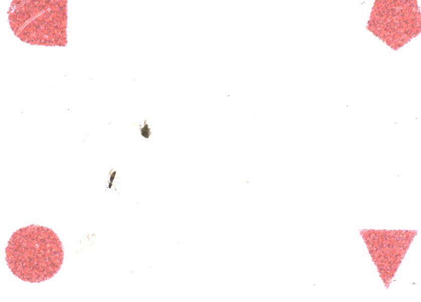 Fullscreen Image