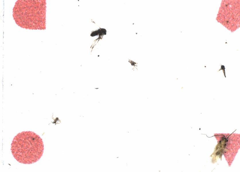Fullscreen Image
