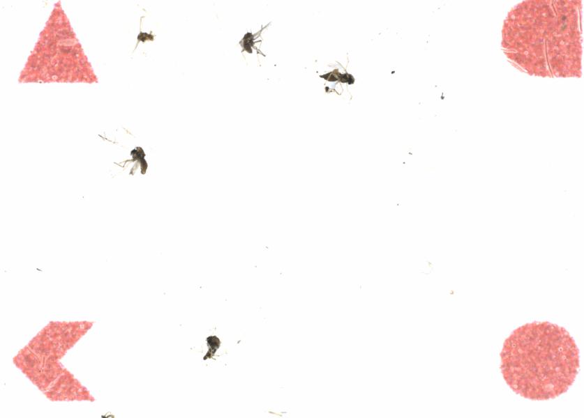 Fullscreen Image