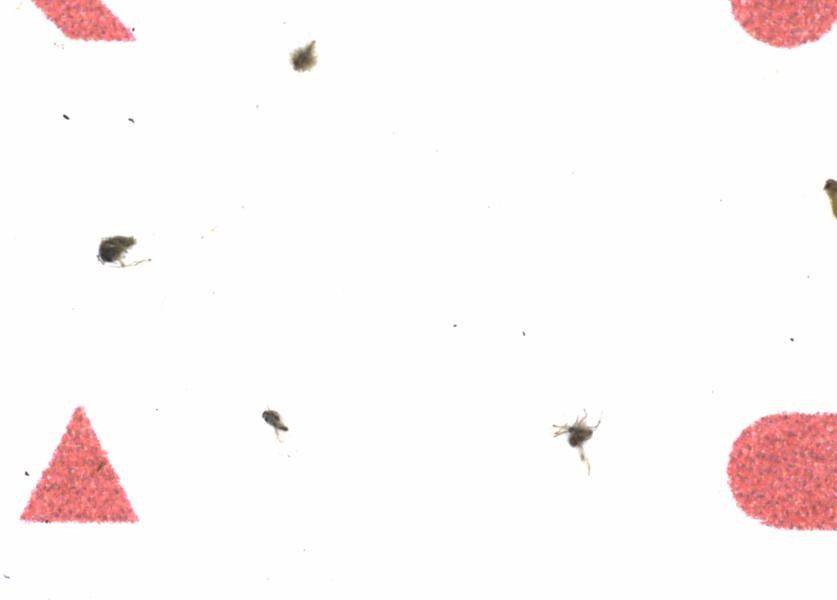 Fullscreen Image
