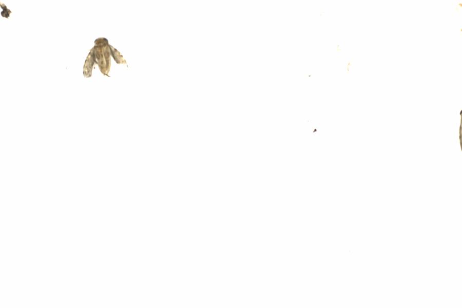 Fullscreen Image
