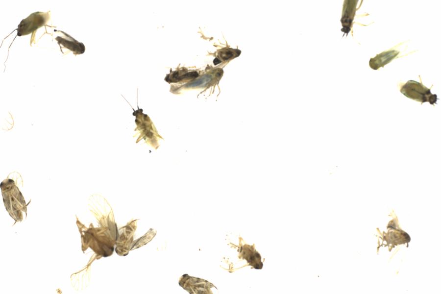 Fullscreen Image