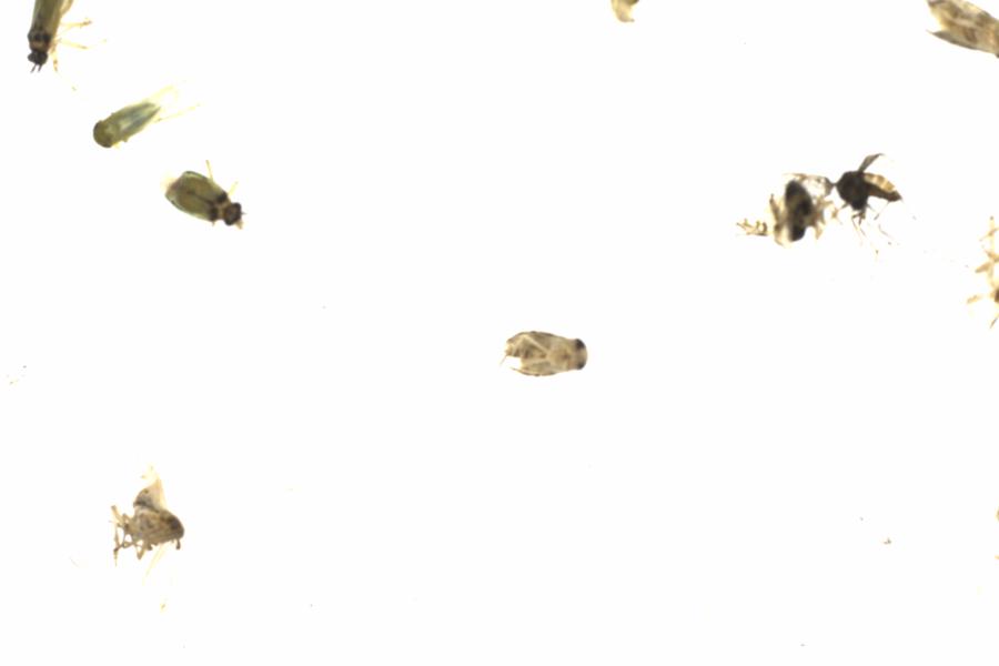 Fullscreen Image