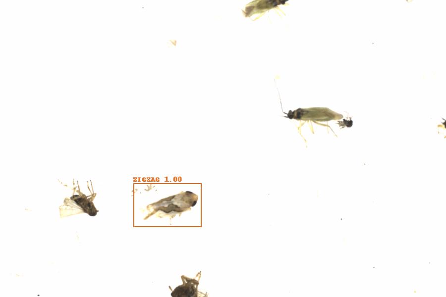 Fullscreen Image