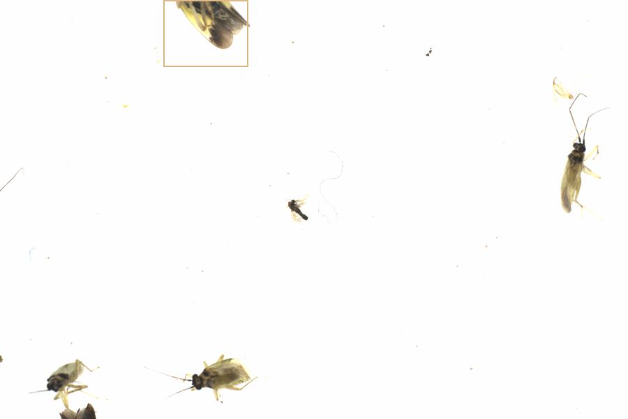 Fullscreen Image