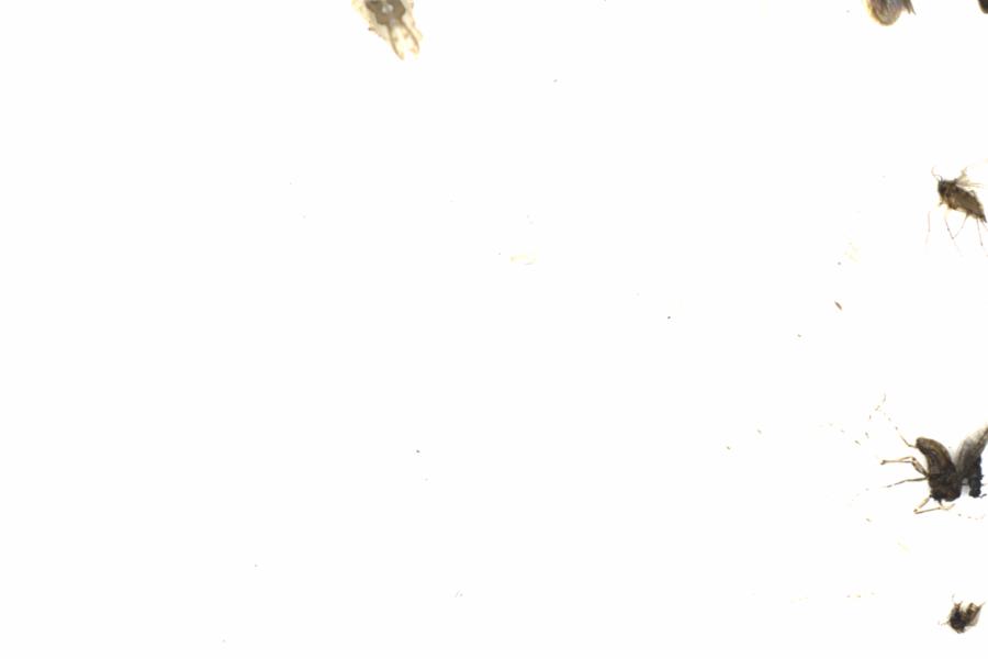 Fullscreen Image