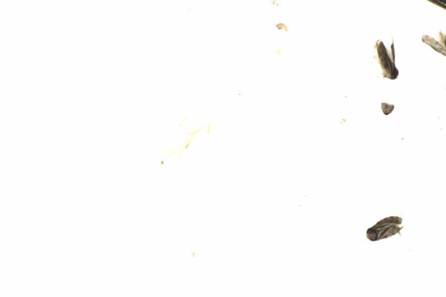 Fullscreen Image