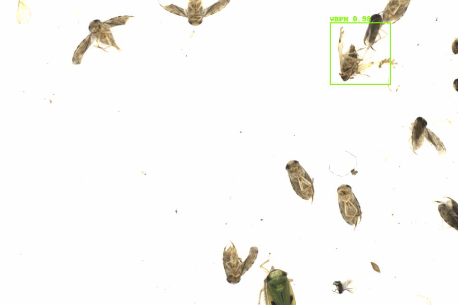 Fullscreen Image