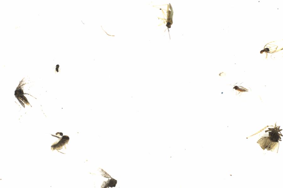 Fullscreen Image