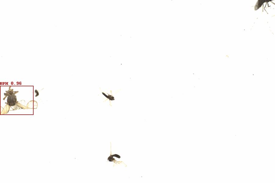 Fullscreen Image