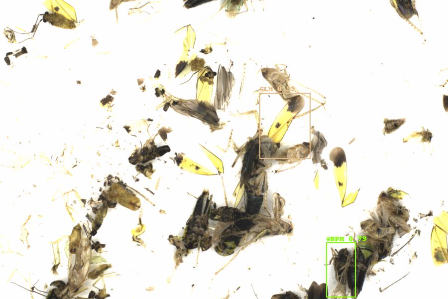 Fullscreen Image