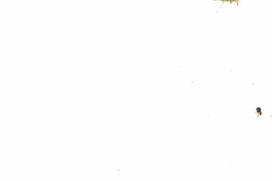 Fullscreen Image