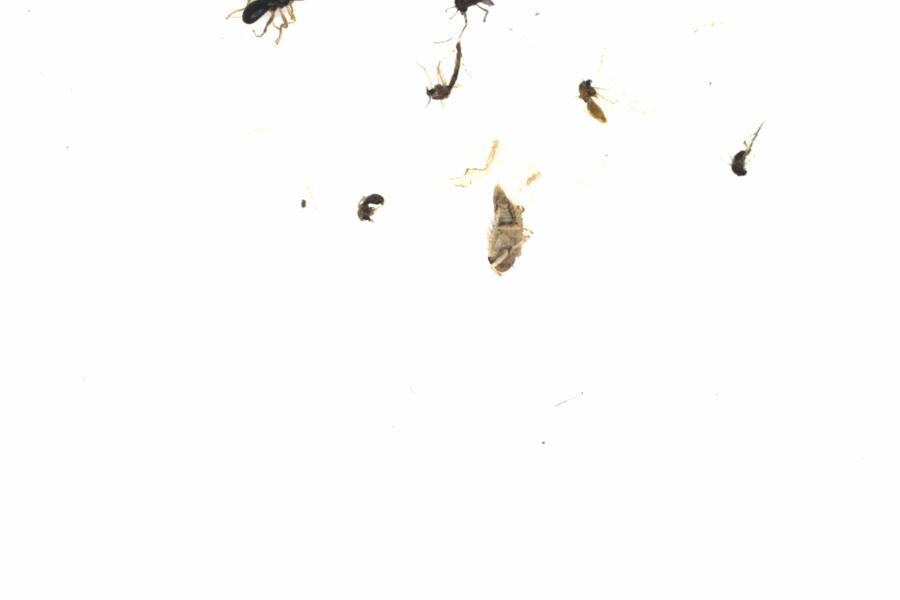 Fullscreen Image