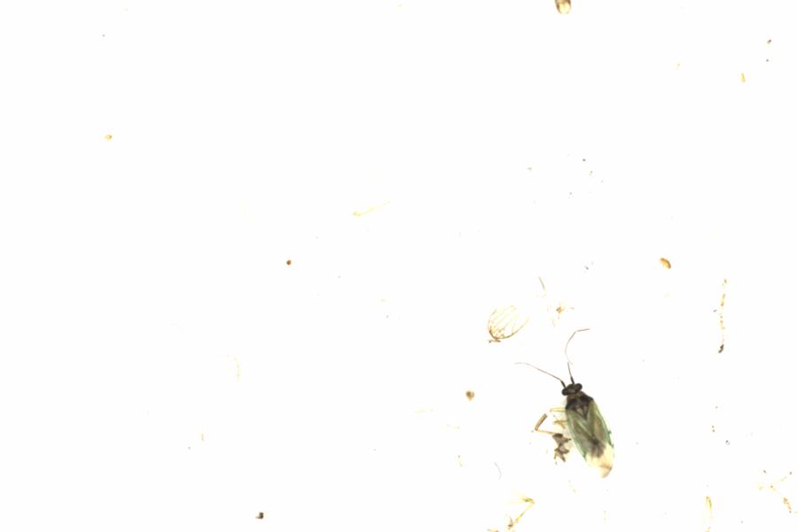 Fullscreen Image