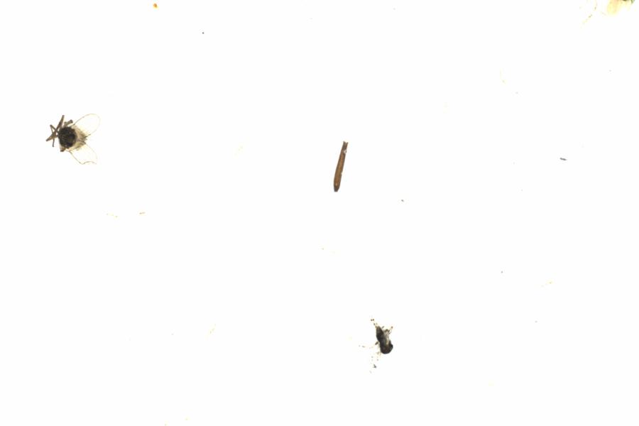 Fullscreen Image
