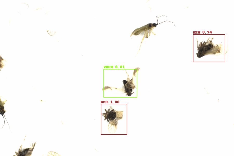 Fullscreen Image