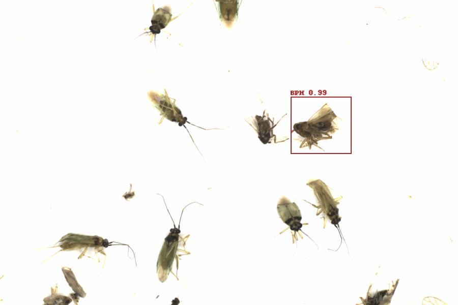 Fullscreen Image