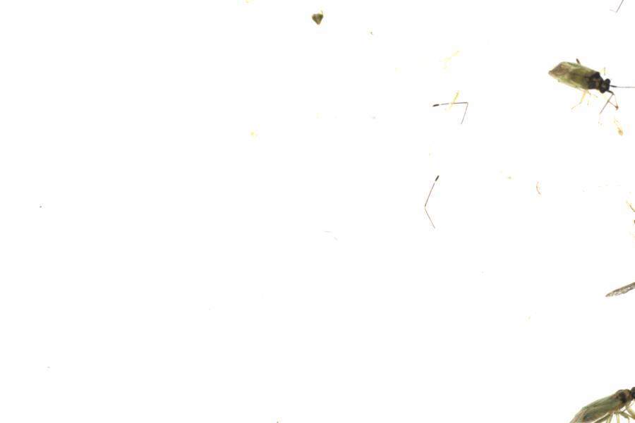 Fullscreen Image