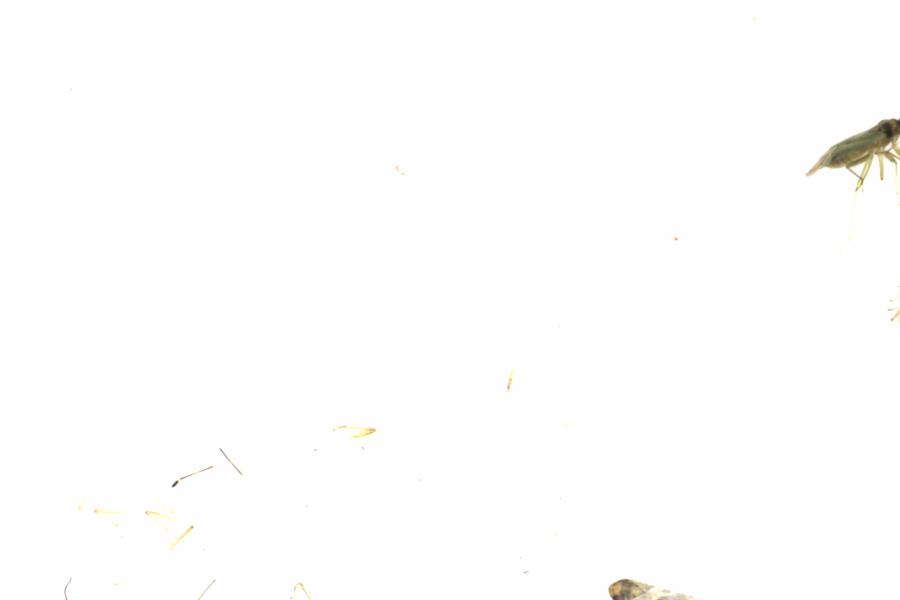 Fullscreen Image