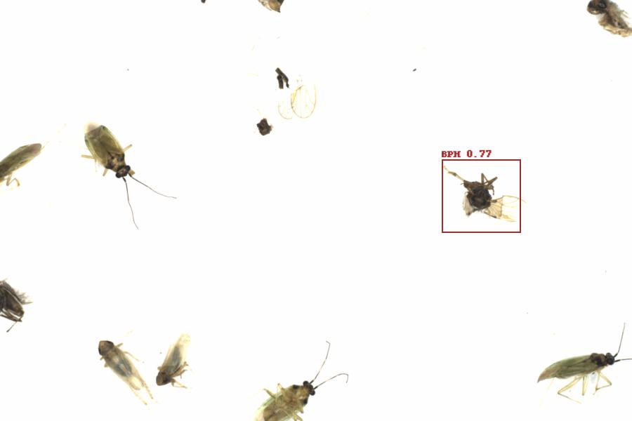 Fullscreen Image