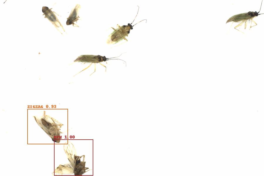Fullscreen Image