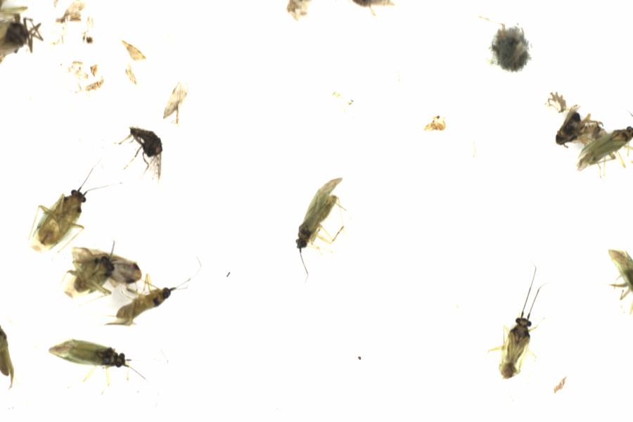 Fullscreen Image