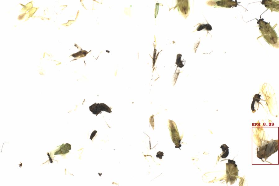 Fullscreen Image