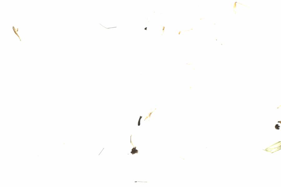 Fullscreen Image