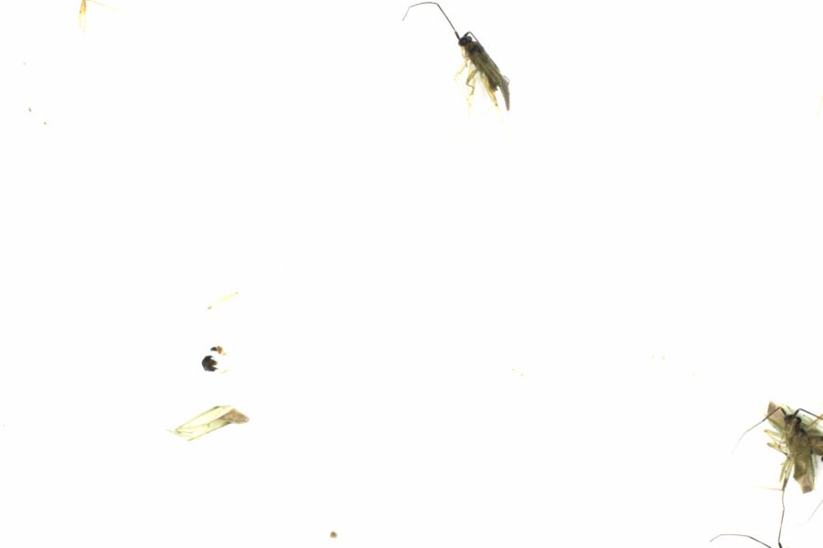 Fullscreen Image