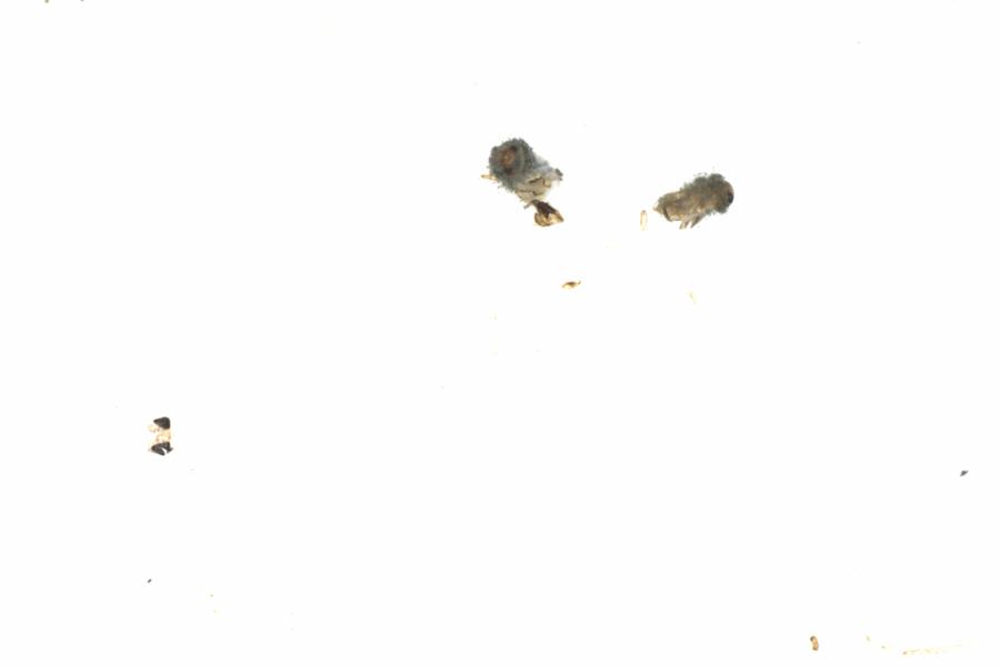 Fullscreen Image