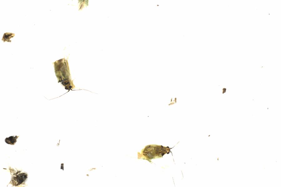 Fullscreen Image
