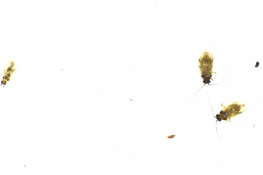 Fullscreen Image