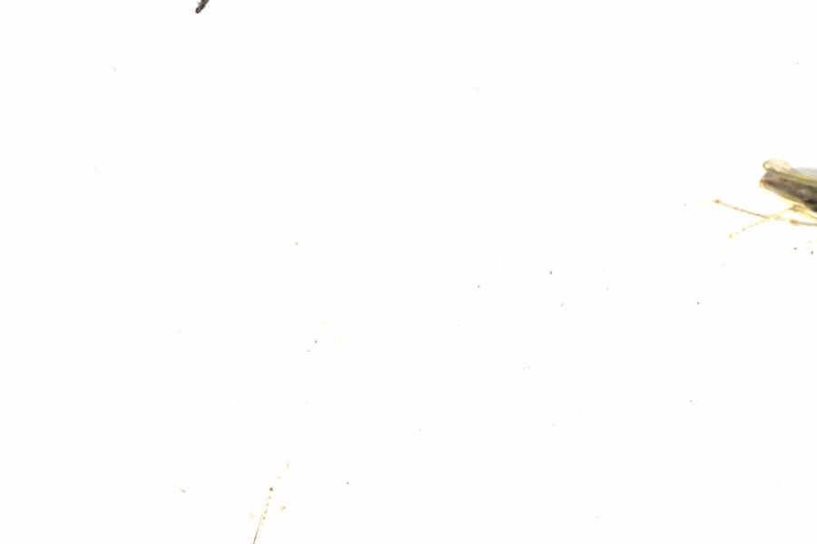 Fullscreen Image