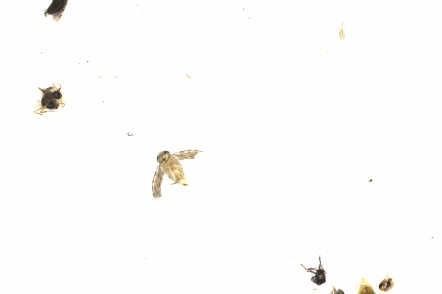 Fullscreen Image