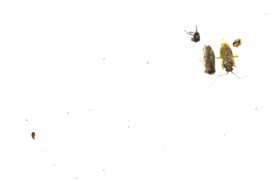 Fullscreen Image