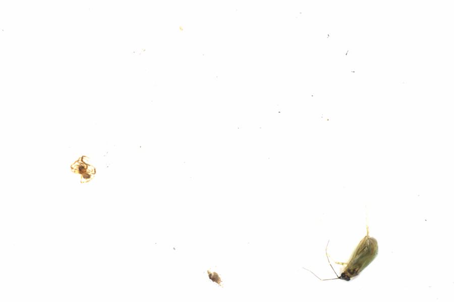Fullscreen Image