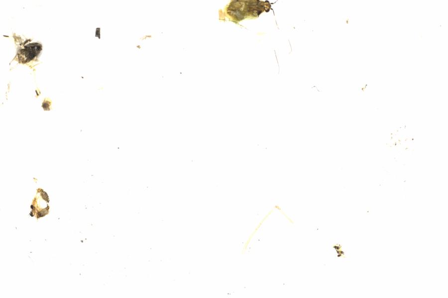 Fullscreen Image