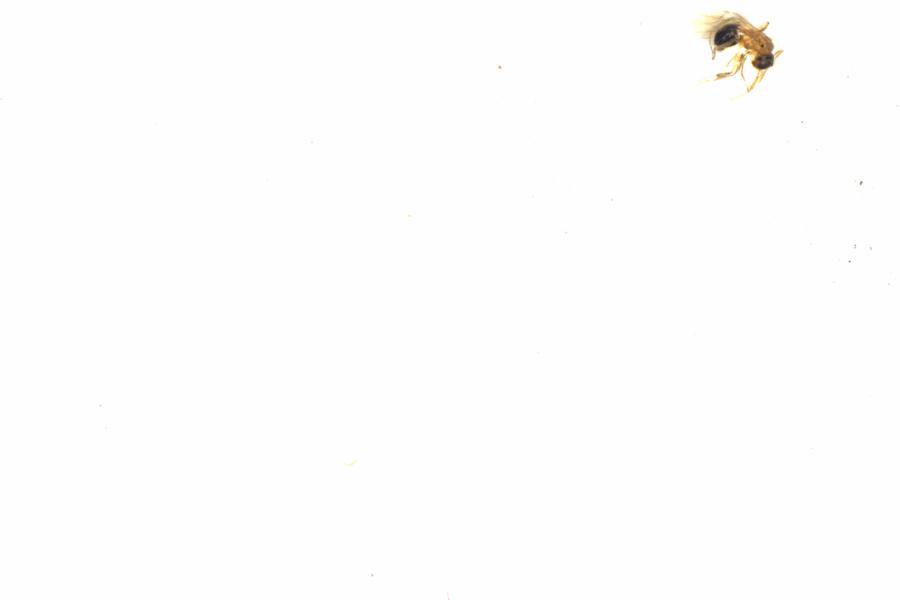 Fullscreen Image