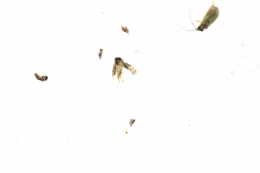 Fullscreen Image