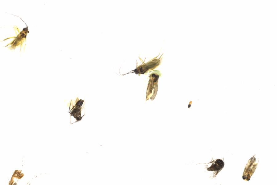 Fullscreen Image