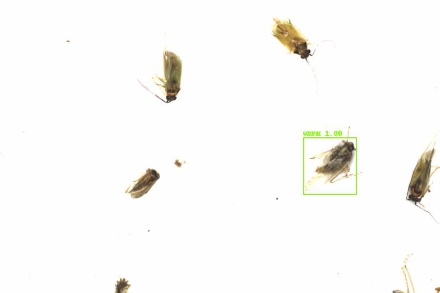 Fullscreen Image