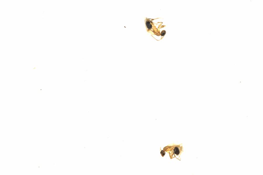 Fullscreen Image