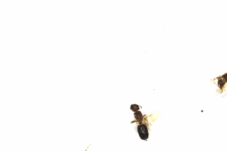 Fullscreen Image