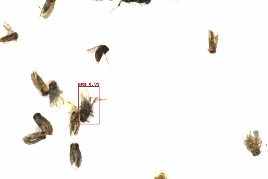 Fullscreen Image