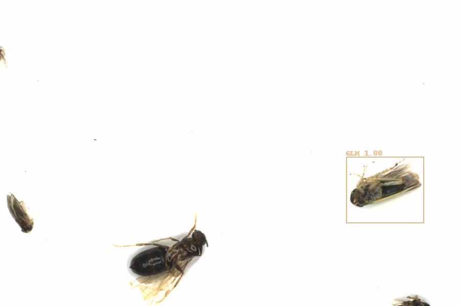 Fullscreen Image